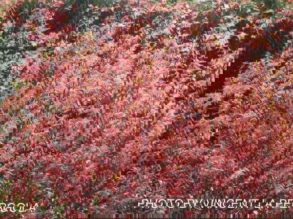 - FOR PICKUP ONLY | Acer palmatum 'Beni tsukasa' Pink Spring Interest Japanese Maple | DOES NOT SHIP - Mr Maple │ Buy Japanese Maple Trees