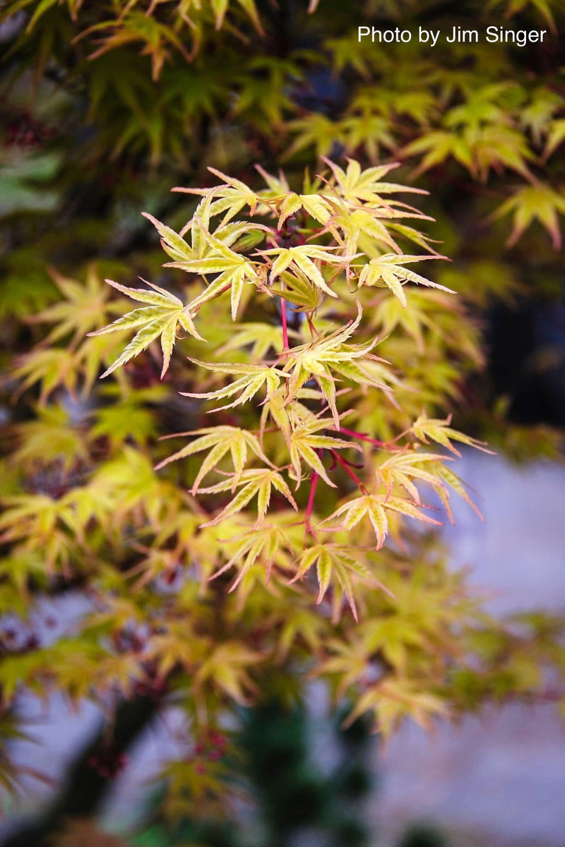 - FOR PICKUP ONLY | Acer palmatum 'Beni tsukasa' Pink Spring Interest Japanese Maple | DOES NOT SHIP - Mr Maple │ Buy Japanese Maple Trees