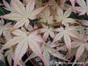 - FOR PICKUP ONLY | Acer palmatum 'Beni tsukasa' Pink Spring Interest Japanese Maple | DOES NOT SHIP - Mr Maple │ Buy Japanese Maple Trees