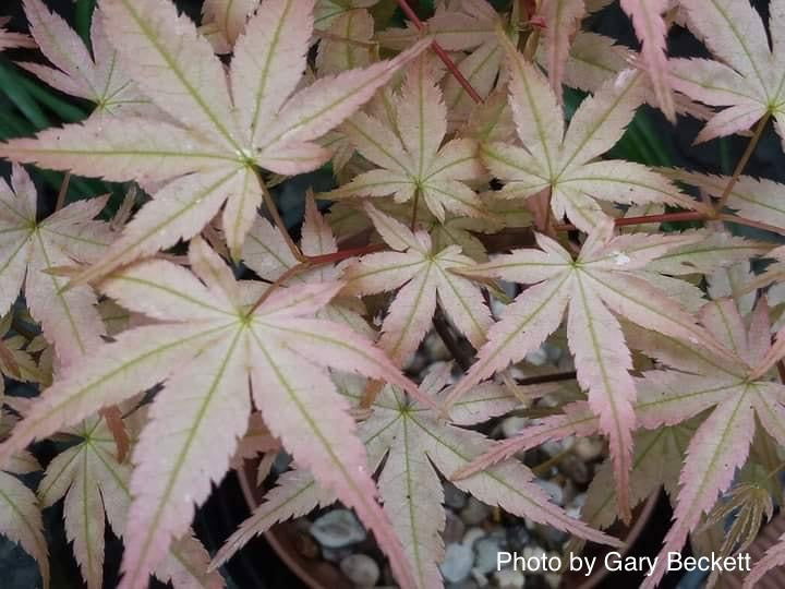 - FOR PICKUP ONLY | Acer palmatum 'Beni tsukasa' Pink Spring Interest Japanese Maple | DOES NOT SHIP - Mr Maple │ Buy Japanese Maple Trees