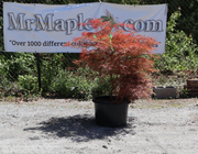 - FOR PICKUP ONLY | Acer palmatum 'Brocade' Japanese Maple | DOES NOT SHIP - Mr Maple │ Buy Japanese Maple Trees