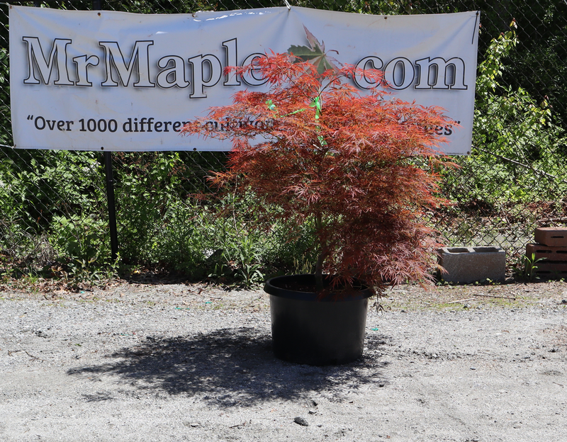 - FOR PICKUP ONLY | Acer palmatum 'Brocade' Japanese Maple | DOES NOT SHIP - Mr Maple │ Buy Japanese Maple Trees