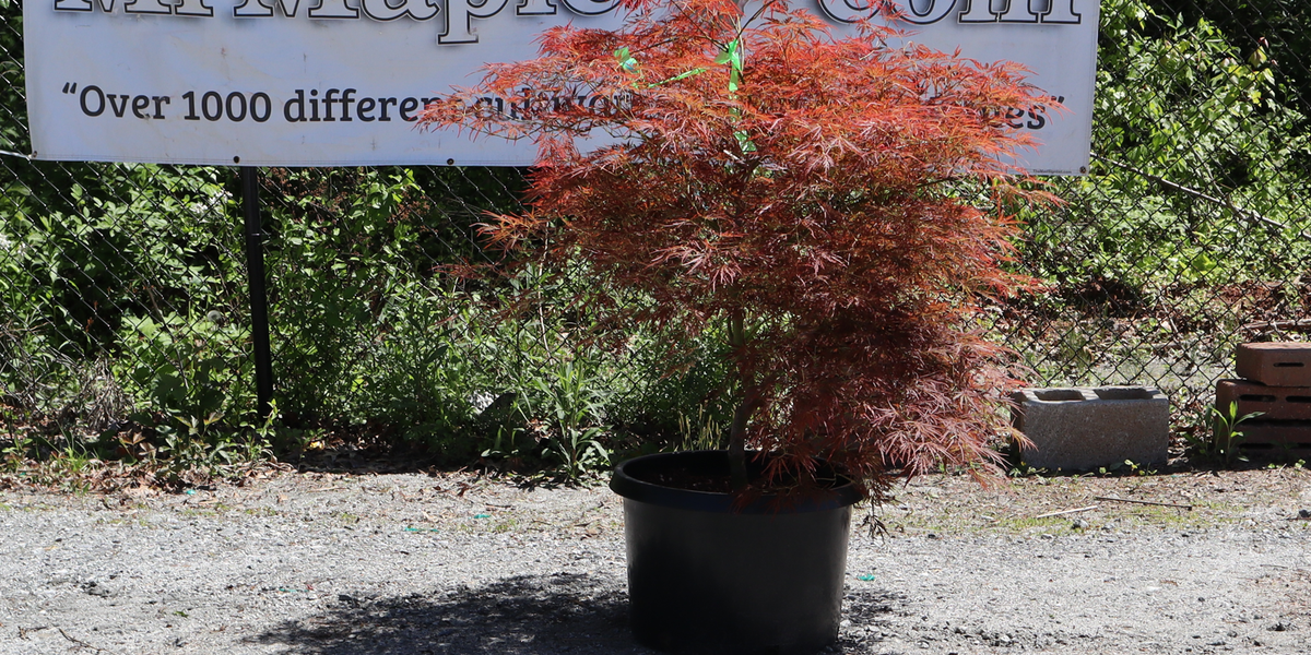 Acer palmatum　直径20～23㎝　53個 Buy Acer palmatum dissectum 'Brocade' Japanese Maple — Mr Maple