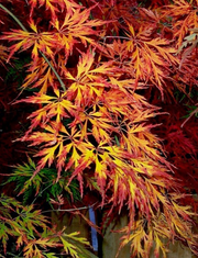 - FOR PICKUP ONLY | Acer palmatum 'Brocade' Japanese Maple | DOES NOT SHIP - Mr Maple │ Buy Japanese Maple Trees