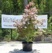 - FOR PICKUP ONLY | Acer palmatum 'Burgundy Lime' Japanese Maple | DOES NOT SHIP - Mr Maple │ Buy Japanese Maple Trees