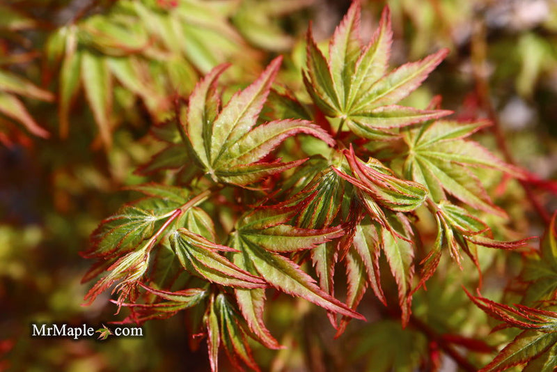 - FOR PICKUP ONLY | Acer palmatum 'Caperci Dwarf' Japanese Maple | DOES NOT SHIP - Mr Maple │ Buy Japanese Maple Trees