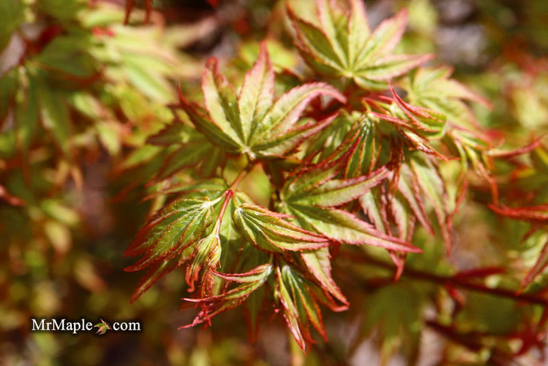 - FOR PICKUP ONLY | Acer palmatum 'Caperci Dwarf' Japanese Maple | DOES NOT SHIP - Mr Maple │ Buy Japanese Maple Trees
