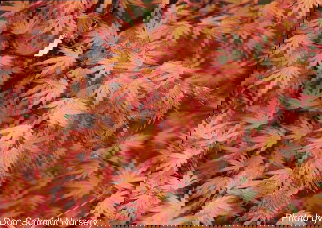 - FOR PICKUP ONLY | Acer palmatum 'Coral Magic' Pink Japanese Maple | DOES NOT SHIP - Mr Maple │ Buy Japanese Maple Trees