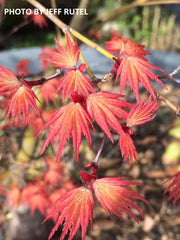 - FOR PICKUP ONLY | Acer palmatum 'Coral Magic' Pink Japanese Maple | DOES NOT SHIP - Mr Maple │ Buy Japanese Maple Trees