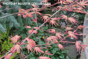 - FOR PICKUP ONLY | Acer palmatum 'Coral Magic' Pink Japanese Maple | DOES NOT SHIP - Mr Maple │ Buy Japanese Maple Trees