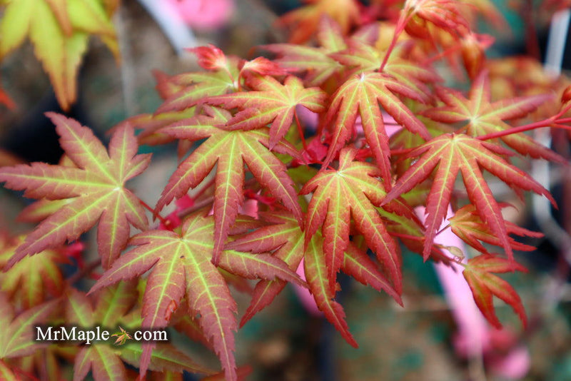 - FOR PICKUP ONLY | Acer palmatum 'Coral Magic' Pink Japanese Maple | DOES NOT SHIP - Mr Maple │ Buy Japanese Maple Trees