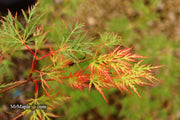 - FOR PICKUP ONLY | Acer palmatum 'Emerald Lace' Japanese Maple | DOES NOT SHIP - Mr Maple │ Buy Japanese Maple Trees