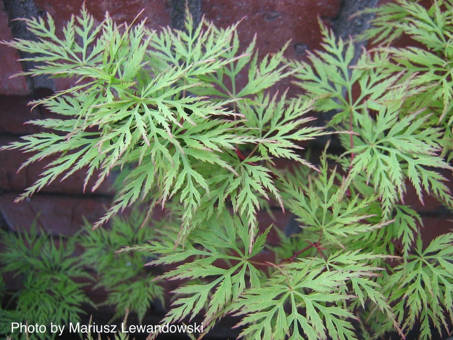 - FOR PICKUP ONLY | Acer palmatum 'Emerald Lace' Japanese Maple | DOES NOT SHIP - Mr Maple │ Buy Japanese Maple Trees