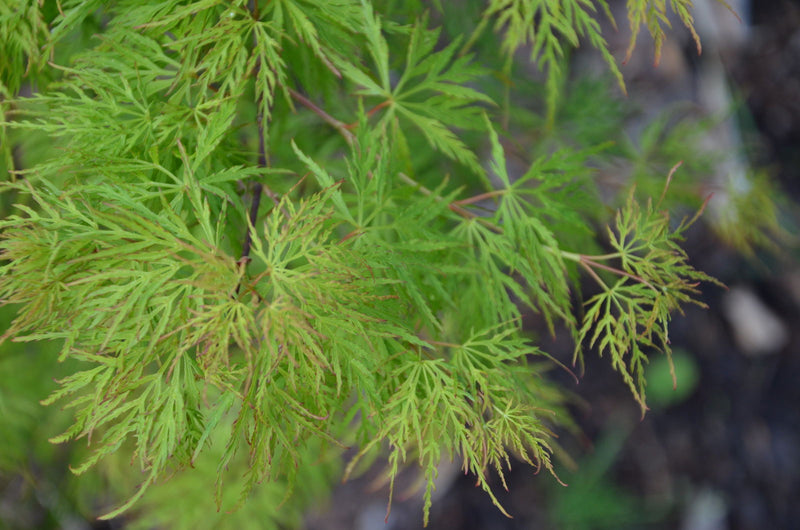 - FOR PICKUP ONLY | Acer palmatum 'Emerald Lace' Japanese Maple | DOES NOT SHIP - Mr Maple │ Buy Japanese Maple Trees