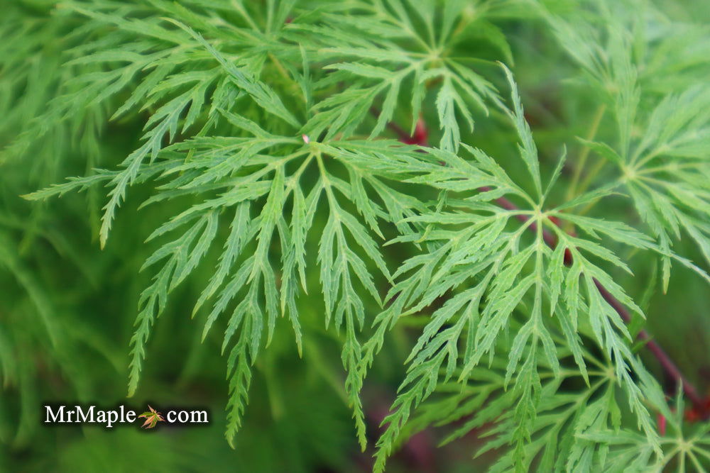 - FOR PICKUP ONLY | Acer palmatum 'Emerald Lace' Japanese Maple | DOES NOT SHIP - Mr Maple │ Buy Japanese Maple Trees