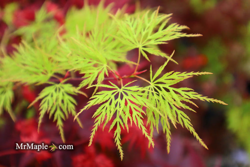 - FOR PICKUP ONLY | Acer palmatum 'Emerald Lace' Japanese Maple | DOES NOT SHIP - Mr Maple │ Buy Japanese Maple Trees