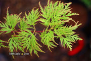 - FOR PICKUP ONLY | Acer palmatum 'Emerald Lace' Japanese Maple | DOES NOT SHIP - Mr Maple │ Buy Japanese Maple Trees