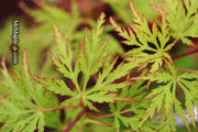 - FOR PICKUP ONLY | Acer palmatum 'Emerald Lace' Japanese Maple | DOES NOT SHIP - Mr Maple │ Buy Japanese Maple Trees