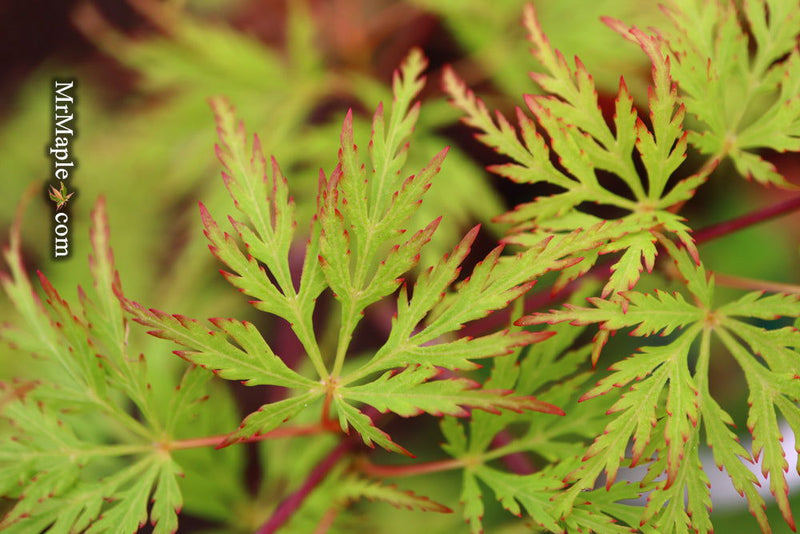 - FOR PICKUP ONLY | Acer palmatum 'Emerald Lace' Japanese Maple | DOES NOT SHIP - Mr Maple │ Buy Japanese Maple Trees