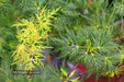 - FOR PICKUP ONLY | Acer palmatum 'Emerald Lace' Japanese Maple | DOES NOT SHIP - Mr Maple │ Buy Japanese Maple Trees