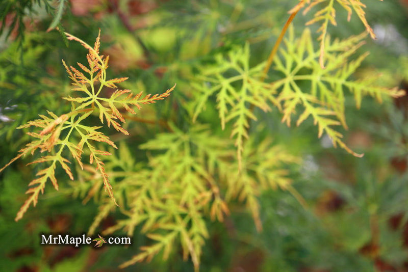 - FOR PICKUP ONLY | Acer palmatum 'Emerald Lace' Japanese Maple | DOES NOT SHIP - Mr Maple │ Buy Japanese Maple Trees