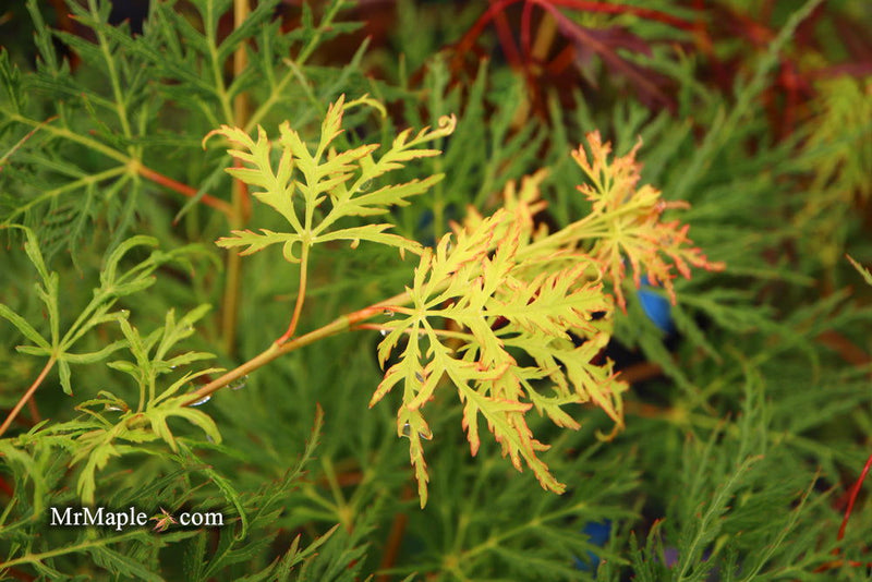 - FOR PICKUP ONLY | Acer palmatum 'Emerald Lace' Japanese Maple | DOES NOT SHIP - Mr Maple │ Buy Japanese Maple Trees