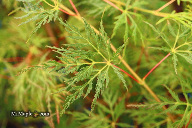 - FOR PICKUP ONLY | Acer palmatum 'Emerald Lace' Japanese Maple | DOES NOT SHIP - Mr Maple │ Buy Japanese Maple Trees