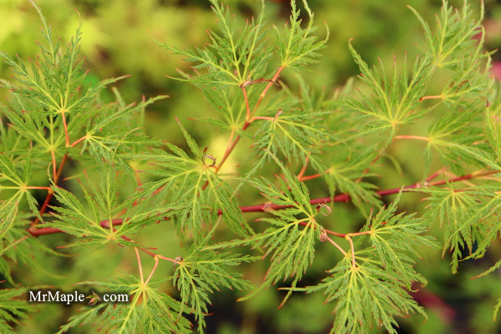 - FOR PICKUP ONLY | Acer palmatum 'Emerald Lace' Japanese Maple | DOES NOT SHIP - Mr Maple │ Buy Japanese Maple Trees