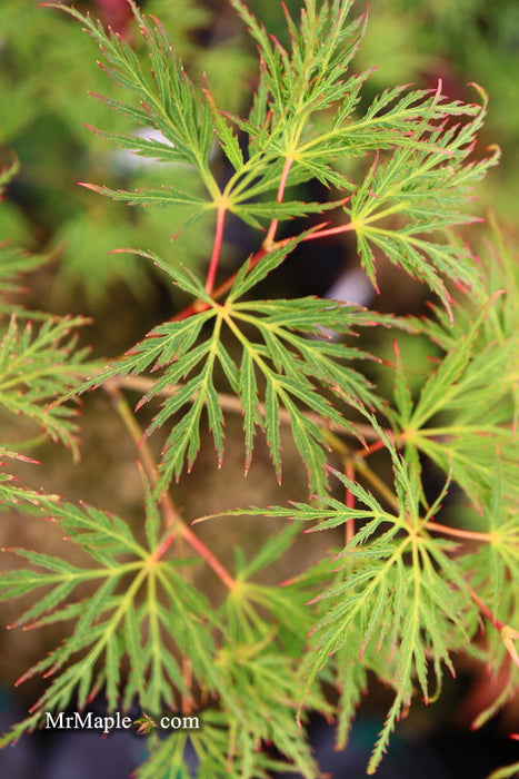 - FOR PICKUP ONLY | Acer palmatum 'Emerald Lace' Japanese Maple | DOES NOT SHIP - Mr Maple │ Buy Japanese Maple Trees