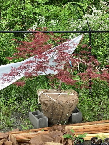 - FOR PICKUP ONLY | Acer palmatum 'Ever Red' Weeping Red Japanese Maple | DOES NOT SHIP - Mr Maple │ Buy Japanese Maple Trees