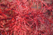 - FOR PICKUP ONLY | Acer palmatum 'Ever Red' Weeping Red Japanese Maple | DOES NOT SHIP - Mr Maple │ Buy Japanese Maple Trees