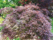 - FOR PICKUP ONLY | Acer palmatum 'Ever Red' Weeping Red Japanese Maple | DOES NOT SHIP - Mr Maple │ Buy Japanese Maple Trees