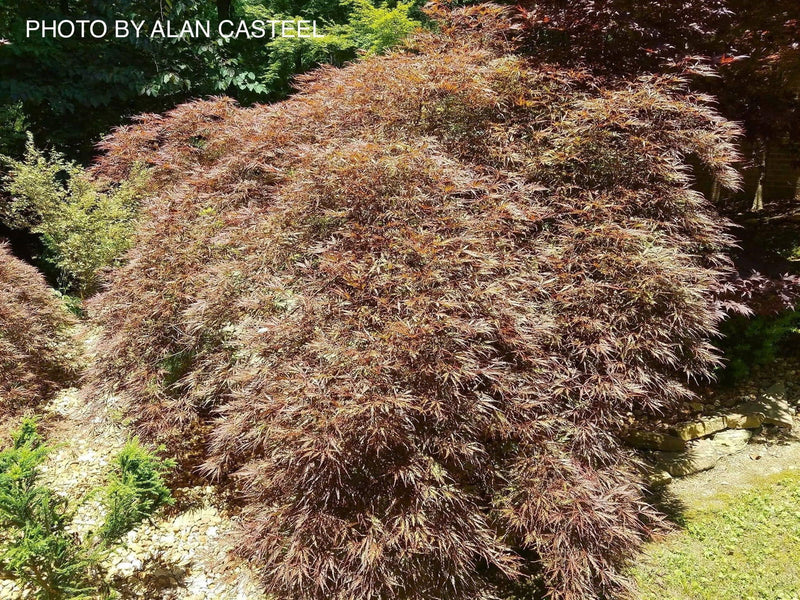 - FOR PICKUP ONLY | Acer palmatum 'Ever Red' Weeping Red Japanese Maple | DOES NOT SHIP - Mr Maple │ Buy Japanese Maple Trees