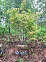 - FOR PICKUP ONLY | Acer palmatum 'Fascination' Japanese Maple | DOES NOT SHIP - Mr Maple │ Buy Japanese Maple Trees