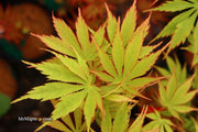- FOR PICKUP ONLY | Acer palmatum 'Fascination' Japanese Maple | DOES NOT SHIP - Mr Maple │ Buy Japanese Maple Trees