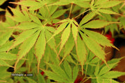- FOR PICKUP ONLY | Acer palmatum 'Fascination' Japanese Maple | DOES NOT SHIP - Mr Maple │ Buy Japanese Maple Trees