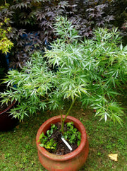 - FOR PICKUP ONLY | Acer palmatum 'Fascination' Japanese Maple | DOES NOT SHIP - Mr Maple │ Buy Japanese Maple Trees