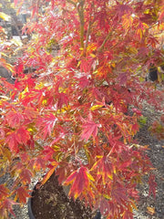 - FOR PICKUP ONLY | Acer palmatum 'Fascination' Japanese Maple | DOES NOT SHIP - Mr Maple │ Buy Japanese Maple Trees