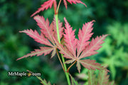 - FOR PICKUP ONLY | Acer palmatum 'Fascination' Japanese Maple | DOES NOT SHIP - Mr Maple │ Buy Japanese Maple Trees