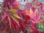 - FOR PICKUP ONLY | Acer palmatum 'Fascination' Japanese Maple | DOES NOT SHIP - Mr Maple │ Buy Japanese Maple Trees