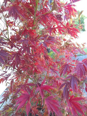 - FOR PICKUP ONLY | Acer palmatum 'Fascination' Japanese Maple | DOES NOT SHIP - Mr Maple │ Buy Japanese Maple Trees