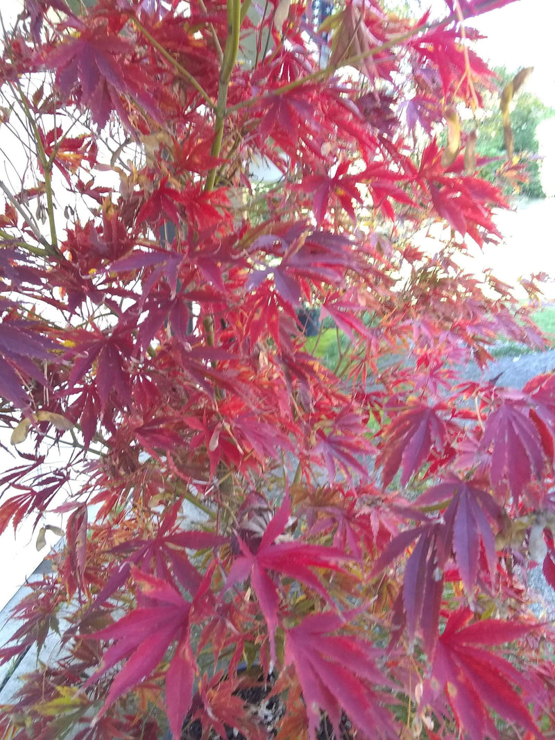 - FOR PICKUP ONLY | Acer palmatum 'Fascination' Japanese Maple | DOES NOT SHIP - Mr Maple │ Buy Japanese Maple Trees