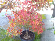 - FOR PICKUP ONLY | Acer palmatum 'Fascination' Japanese Maple | DOES NOT SHIP - Mr Maple │ Buy Japanese Maple Trees