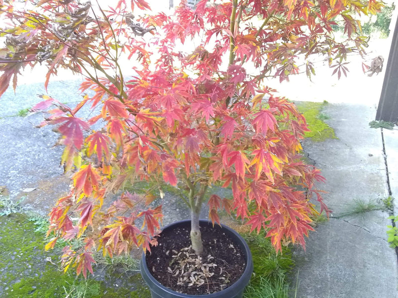 - FOR PICKUP ONLY | Acer palmatum 'Fascination' Japanese Maple | DOES NOT SHIP - Mr Maple │ Buy Japanese Maple Trees