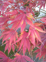 - FOR PICKUP ONLY | Acer palmatum 'Fascination' Japanese Maple | DOES NOT SHIP - Mr Maple │ Buy Japanese Maple Trees