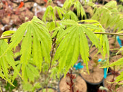 - FOR PICKUP ONLY | Acer palmatum 'Fascination' Japanese Maple | DOES NOT SHIP - Mr Maple │ Buy Japanese Maple Trees