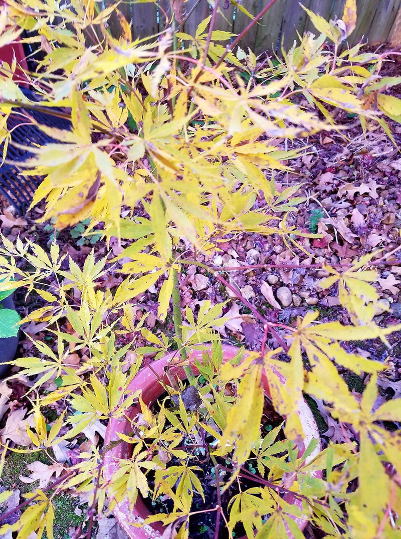 - FOR PICKUP ONLY | Acer palmatum 'Fascination' Japanese Maple | DOES NOT SHIP - Mr Maple │ Buy Japanese Maple Trees