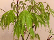 - FOR PICKUP ONLY | Acer palmatum 'Fascination' Japanese Maple | DOES NOT SHIP - Mr Maple │ Buy Japanese Maple Trees