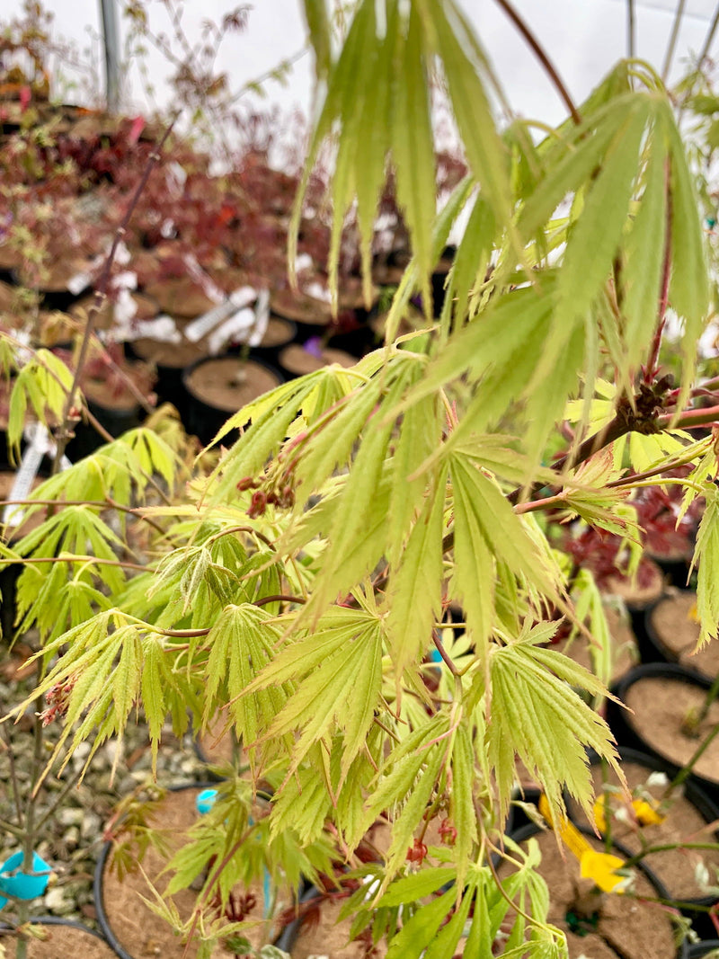 - FOR PICKUP ONLY | Acer palmatum 'Fascination' Japanese Maple | DOES NOT SHIP - Mr Maple │ Buy Japanese Maple Trees