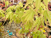 - FOR PICKUP ONLY | Acer palmatum 'Fascination' Japanese Maple | DOES NOT SHIP - Mr Maple │ Buy Japanese Maple Trees